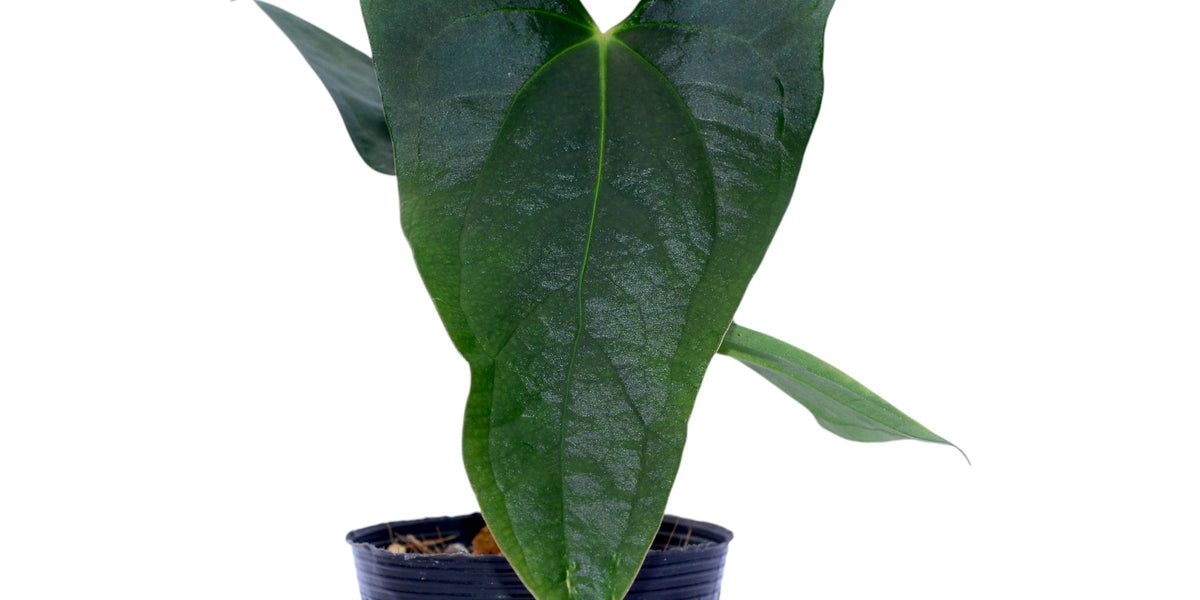 Anthurium papillilaminum 'Jolis' x Anthurium Deborah Ward 'Inverse