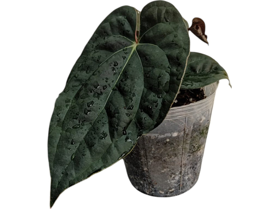 Anthurium Amazon Diamond Inverse crossing seedling