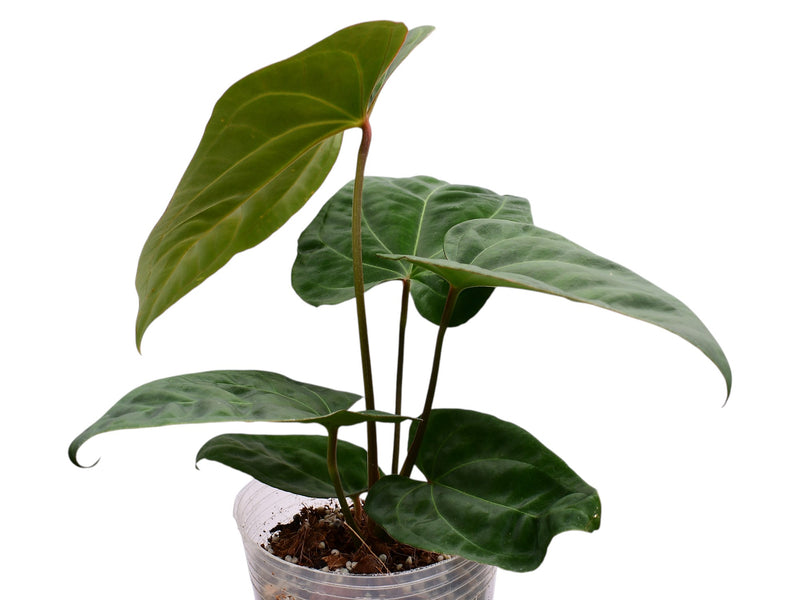 Anthurium Ecuagenera Green Soul x Anthurium dressleri