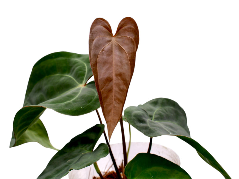 Anthurium Ecuagenera Green Soul x Anthurium dressleri