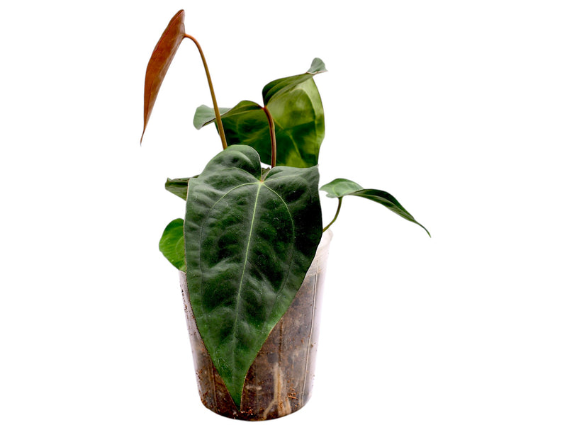 Anthurium Ecuagenera Green Soul x Anthurium dressleri