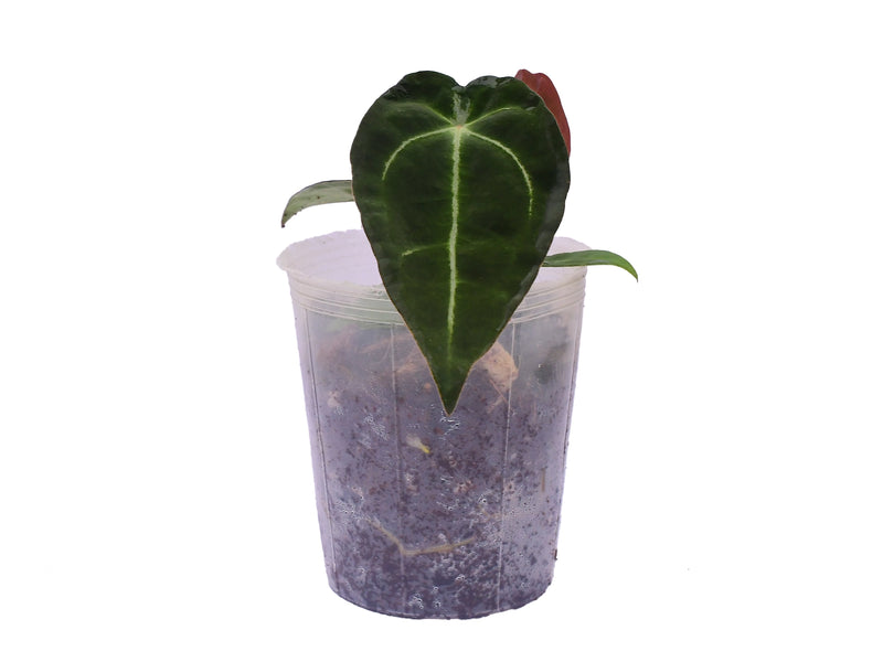 Anthurium Ecuagenera Green Soul x Anthurium forgetii
