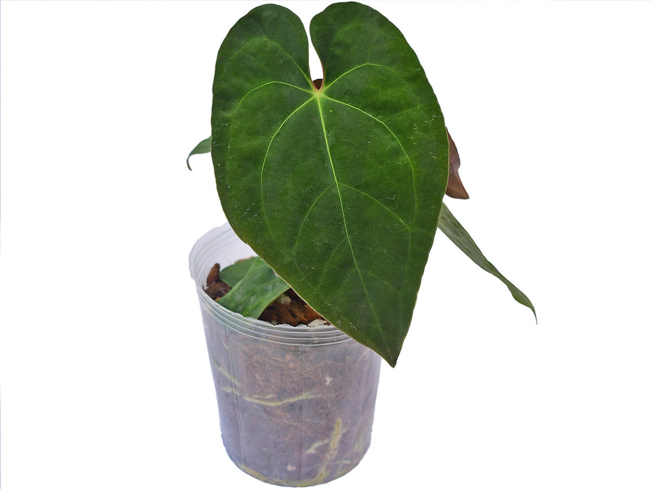 Anthurium Eureka x Anthurium papillilaminum