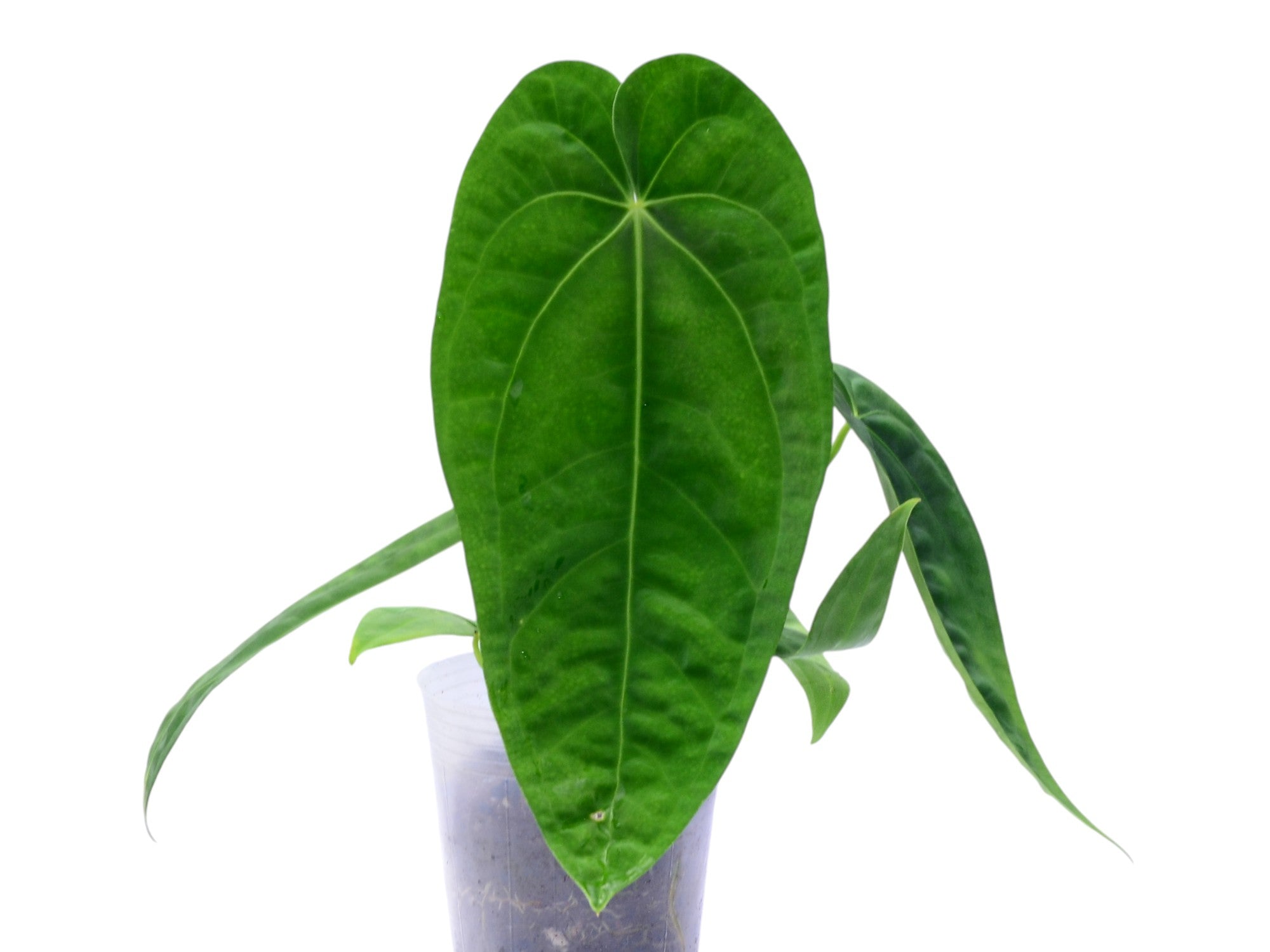 Anthurium Princess of Hearts x Anthurium dressleri 'Gigi