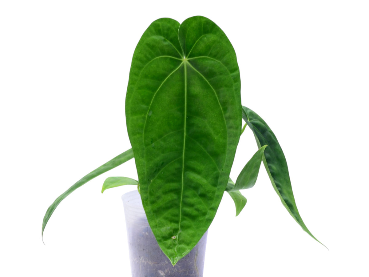 Anthurium Princess of Hearts x Anthurium dressleri 'Gigi