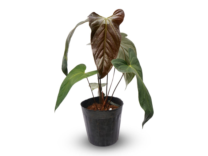 Anthurium A Black Soul