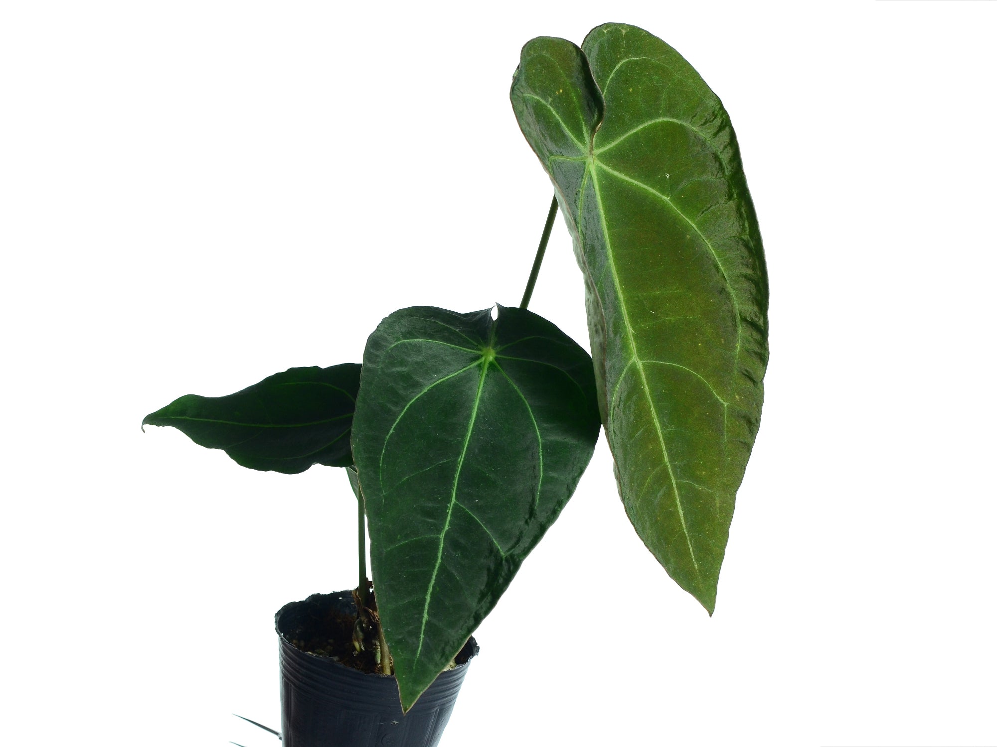 Anthurium Ace of Spades – Intermediate Velvety Hybrid Anthurium