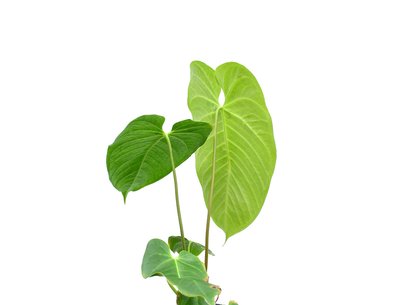 Anthurium Alton Tran