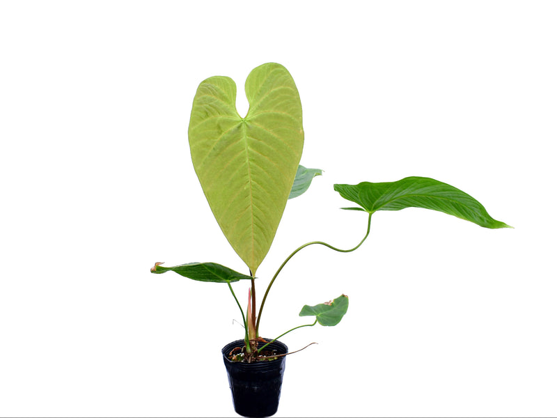 Anthurium Alton Tran