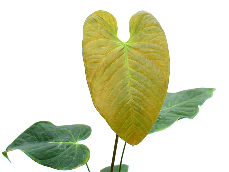 Anthurium Alton Tran