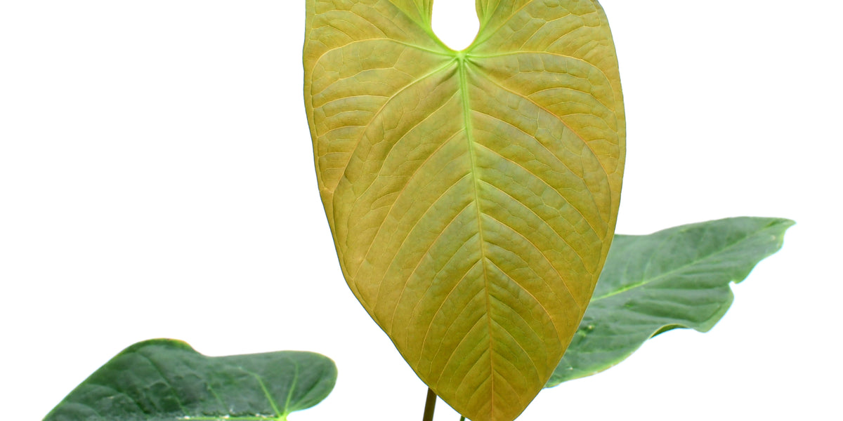 Anthurium Alton Tran — Ecuagenera Orquídeas del Ecuador