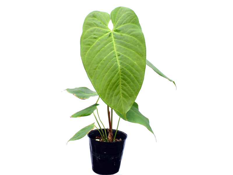 Anthurium Alton Tran