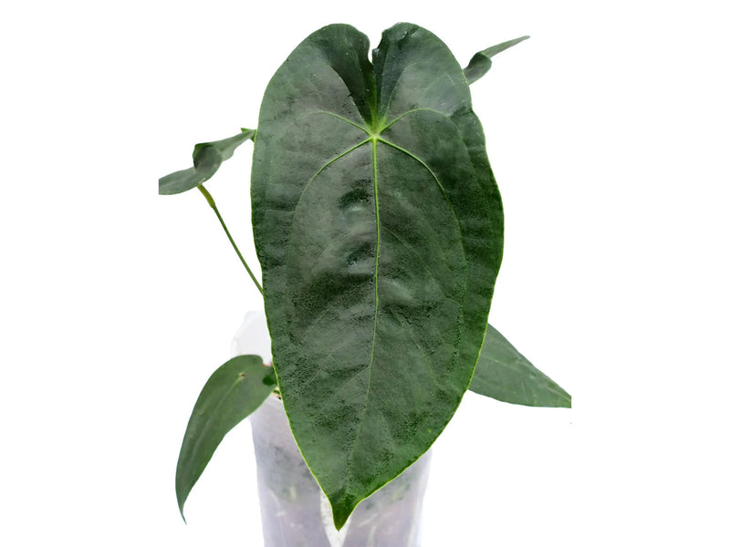 anthurium beauty Anthurium Amazon Beauty