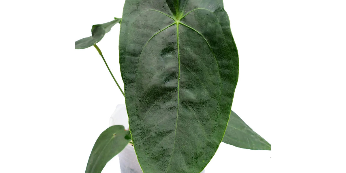 anthurium amazon Anthurium Amazon Beauty