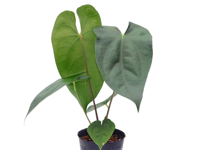 anthurium beauty Anthurium Amazon Girl — Ecuagenera Orquídeas del Ecuador
