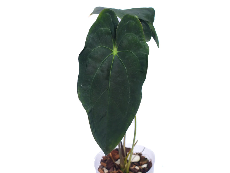 anthurium miami beauty Anthurium Butterfly Beauty
