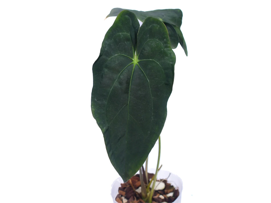 Anthurium Amazon Beauty x Anthurium papillilaminum