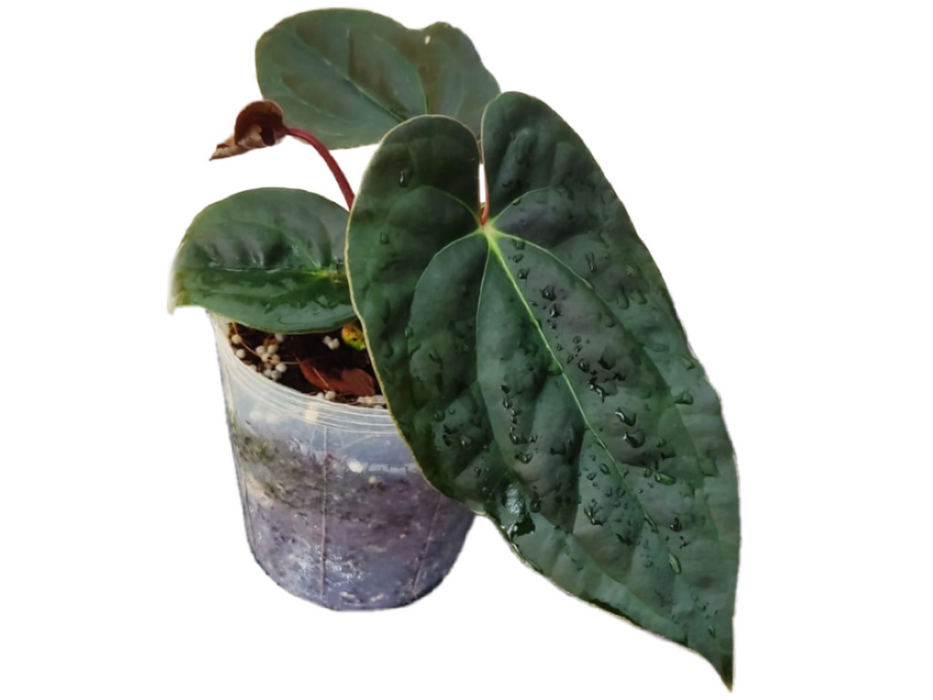 Anthurium Amazon Diamond Inverse crossing seedling