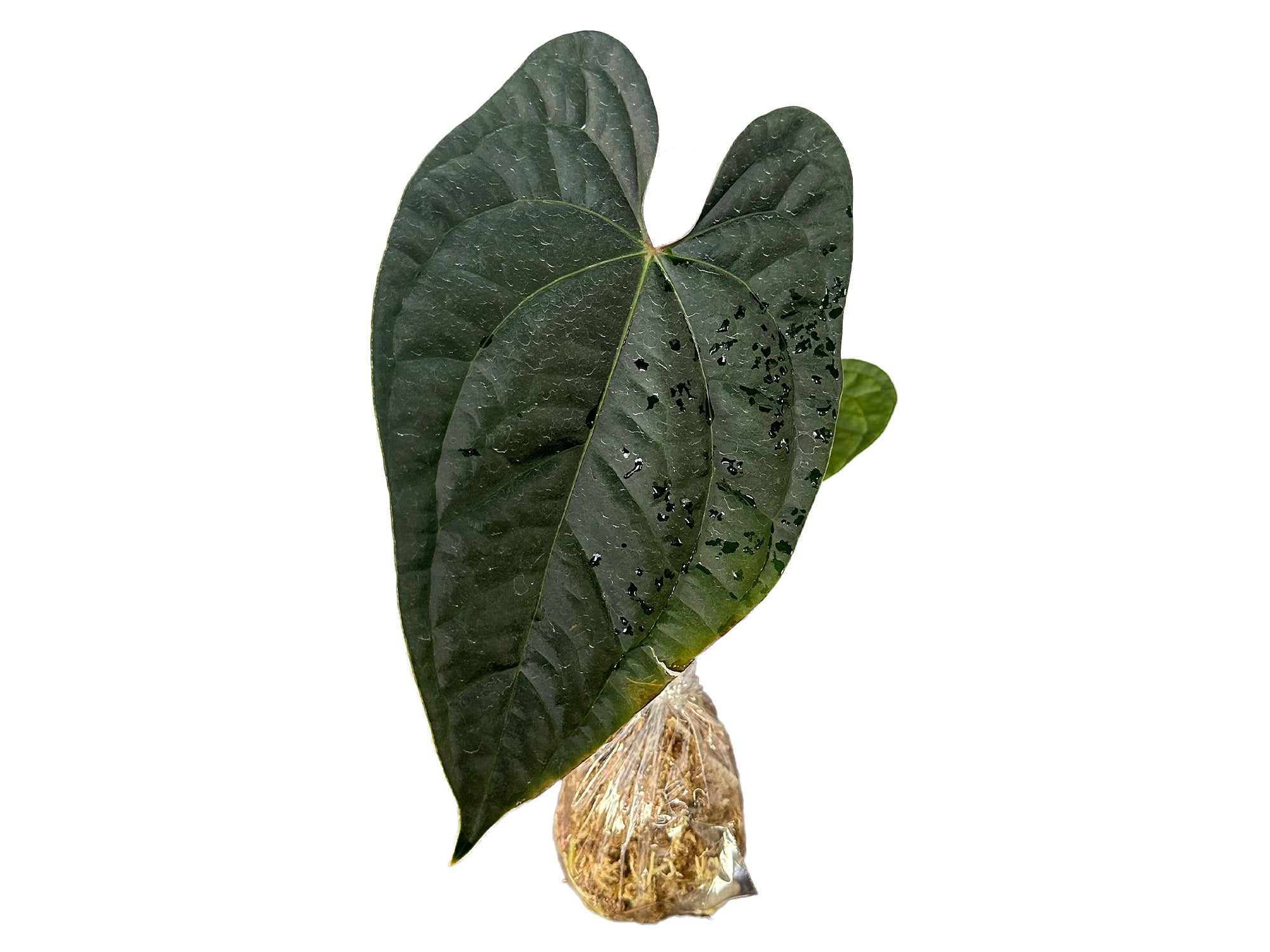 Anthurium Amazon Diamond inverse crossing — Ecuagenera Orquídeas