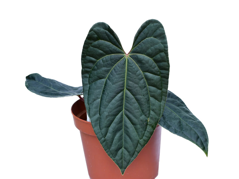 Anthurium Amazon Diamond inverse crossing