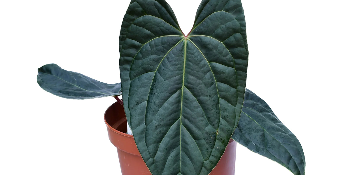 Anthurium Amazon Diamond inverse crossing — Ecuagenera Orquídeas
