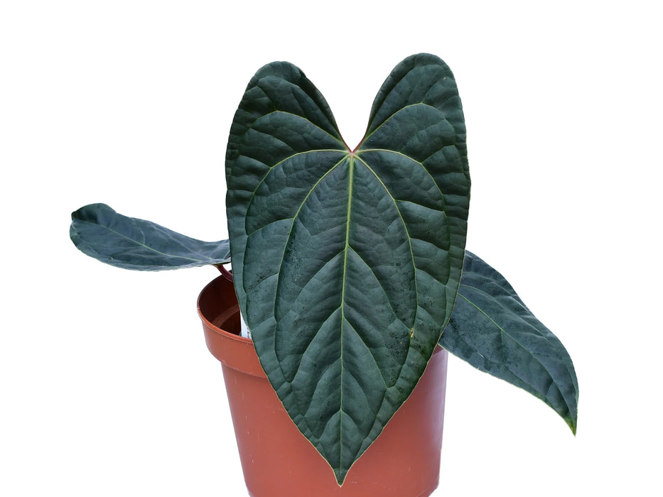 Anthurium Amazon Diamond 'Inverse crossing'