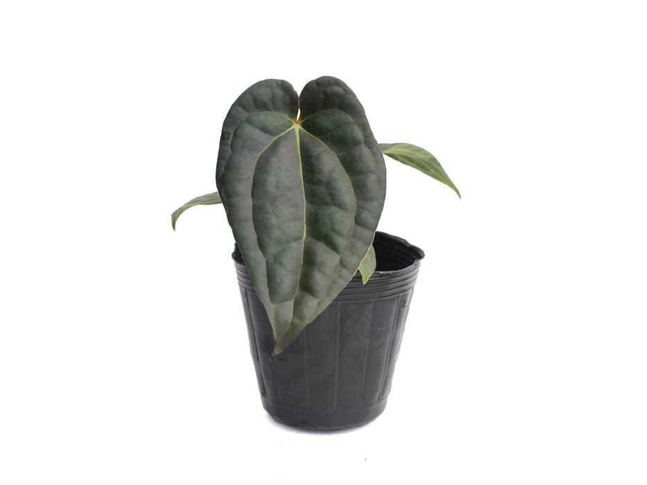 Anthurium Amazon Diamond Inverse crossing seedling