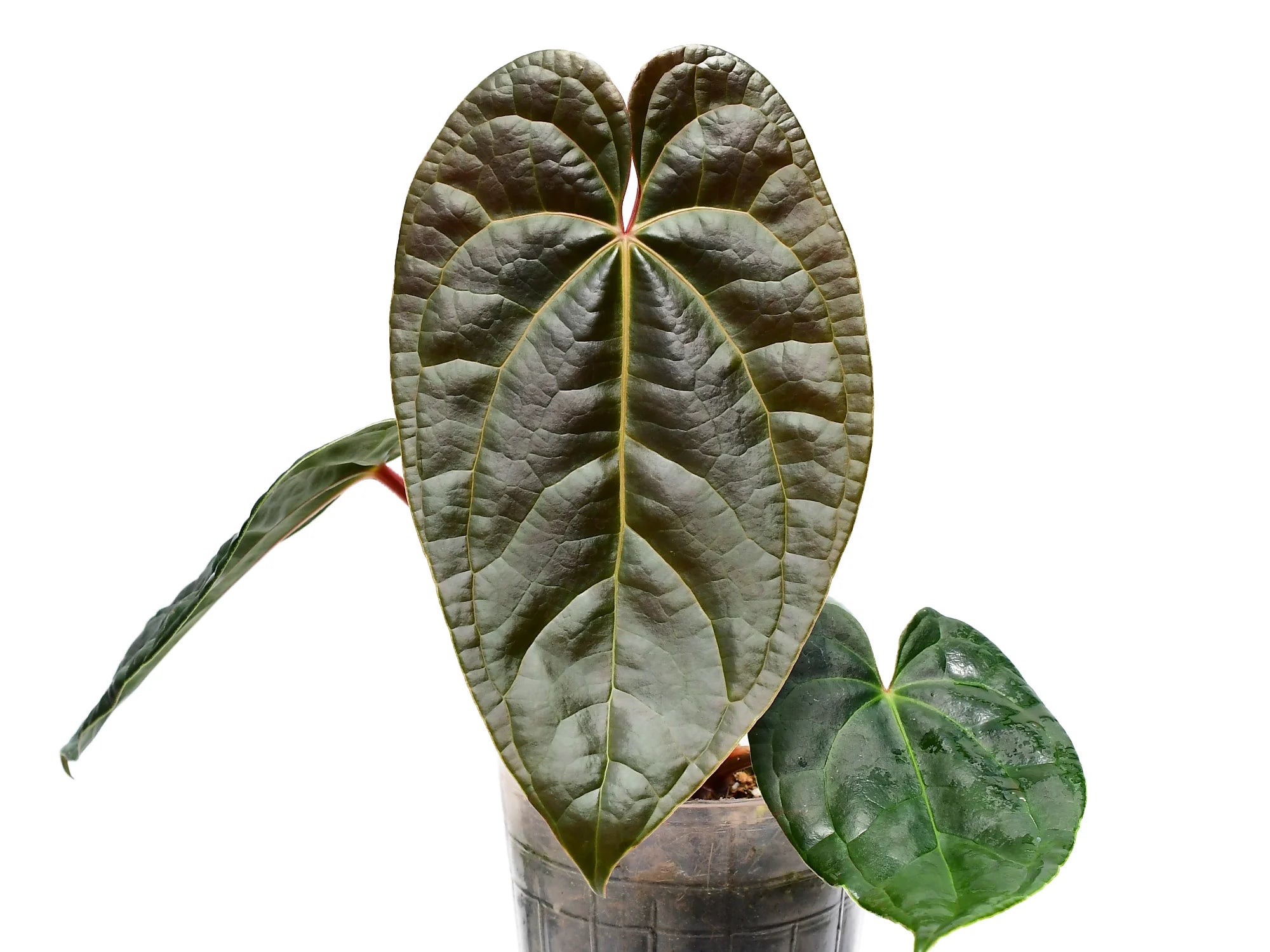 アンスリウムアマゾンダイヤモンド Anthurium AmazonDiamond Anthurium Amazon Diamond — Ecuagenera Orquídeas del Ecuador