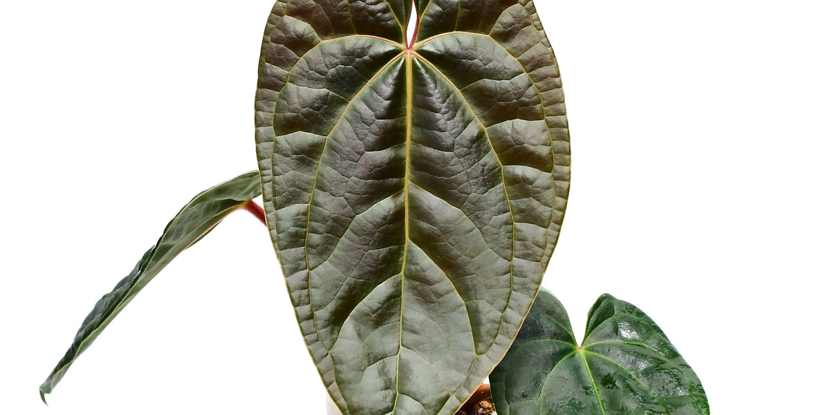 アンスリウムアマゾンダイヤモンド Anthurium AmazonDiamond Anthurium Amazon Diamond — Ecuagenera Orquídeas del Ecuador