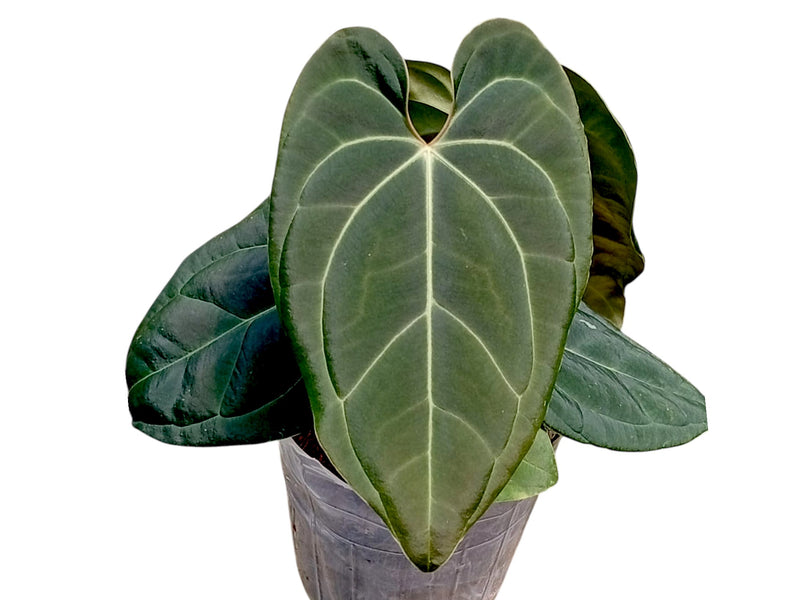Anthurium Amazon Diamond x Anthurium besseae aff