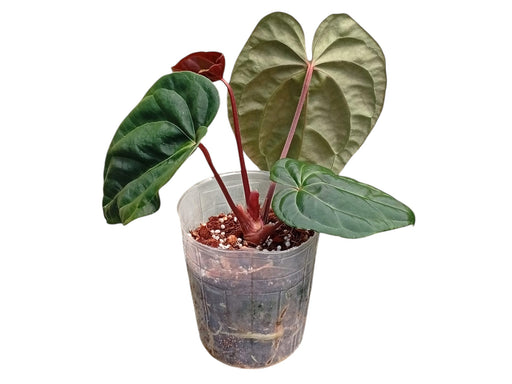 anthurium besseae aff care Anthurium Amazon Diamond x Anthurium besseae aff