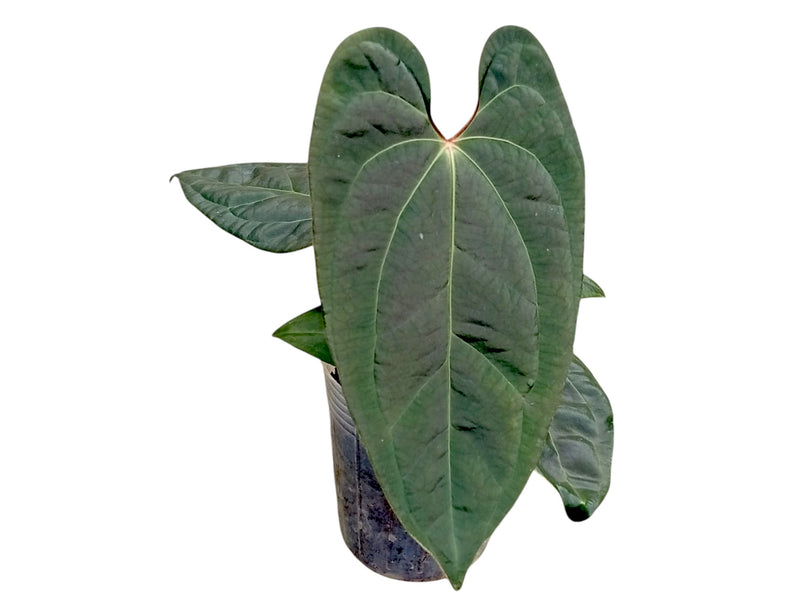 Anthurium Amazon Diamond x Anthurium besseae aff