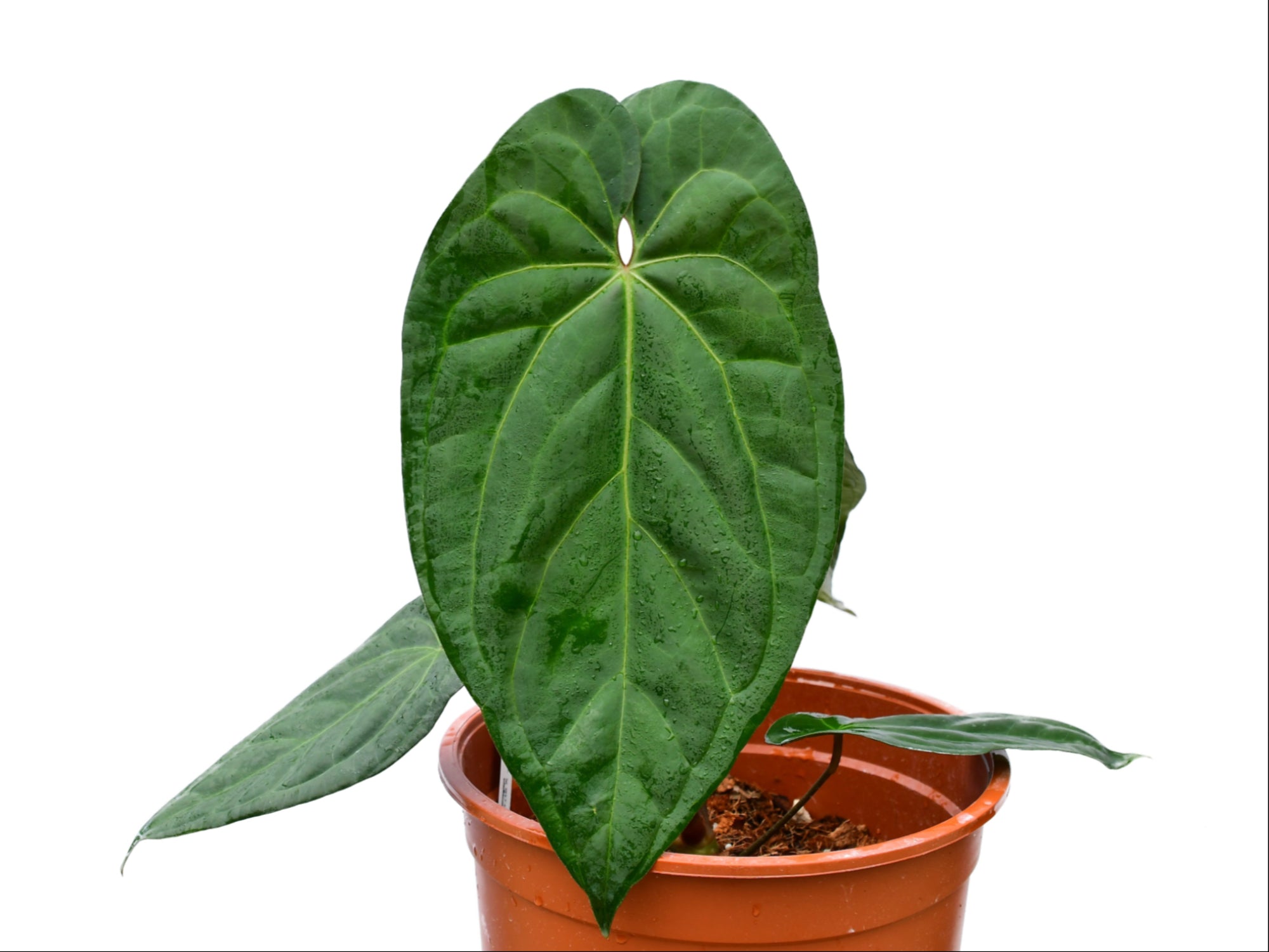 Anthurium Amazon Fox — Ecuagenera Orquídeas del Ecuador