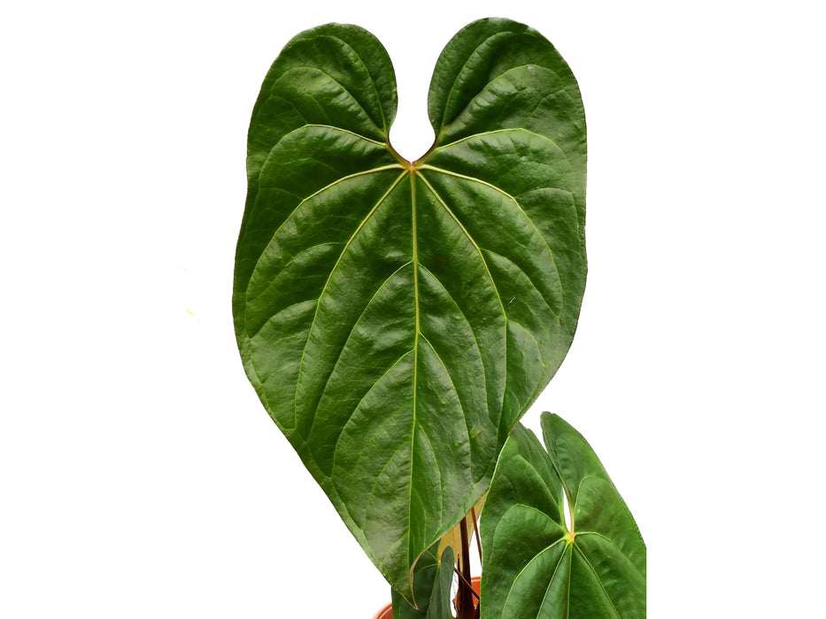 Anthurium Amazon Fox 'Inverse crossing'