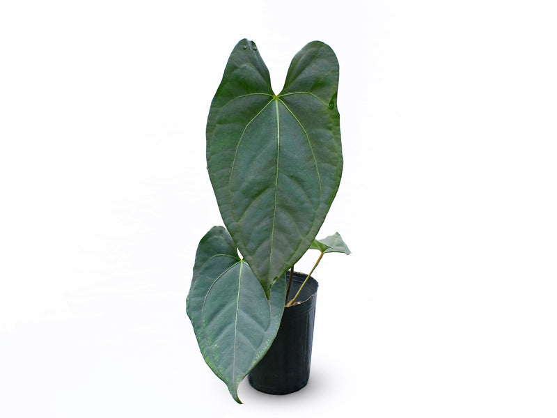 Anthurium Amazon Fox x Anthurium forgetii