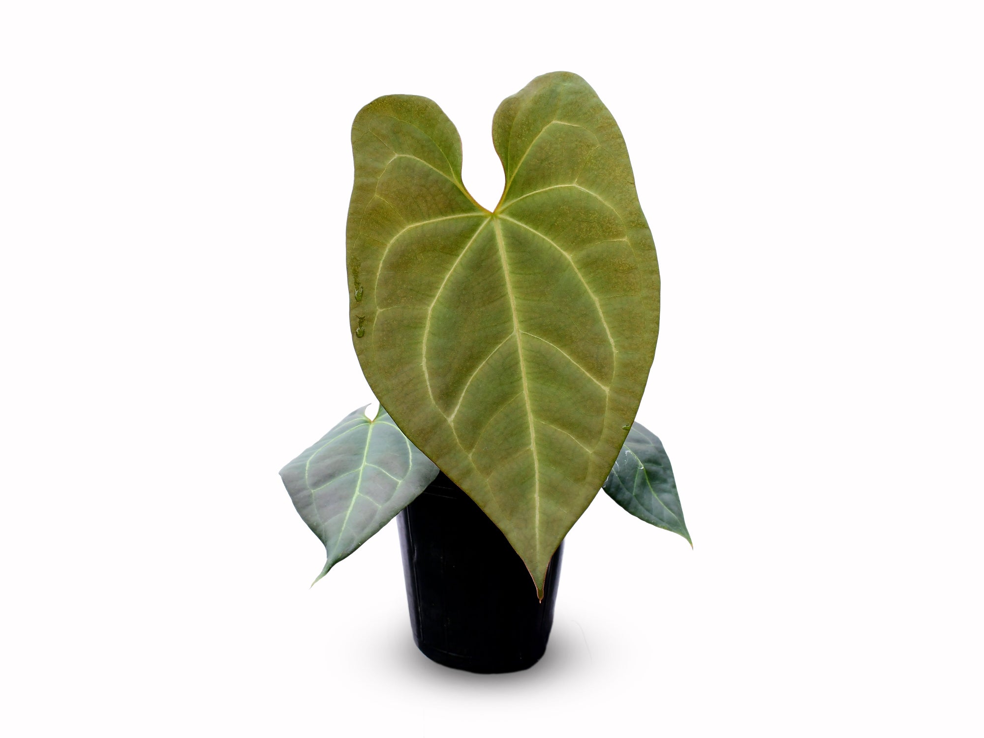 Anthurium Amazon Fox x Anthurium forgetii