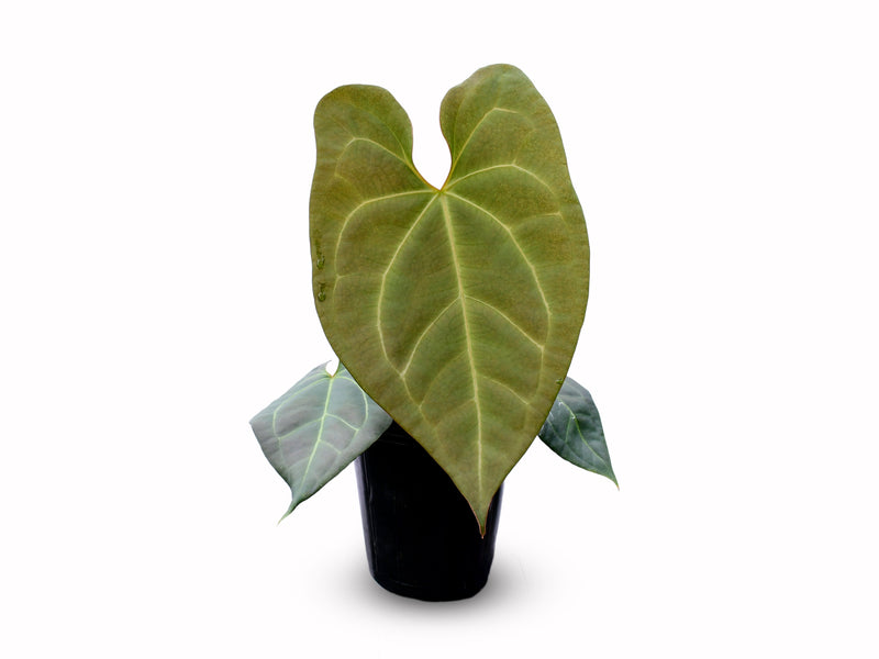 Anthurium Amazon Fox x Anthurium forgetii