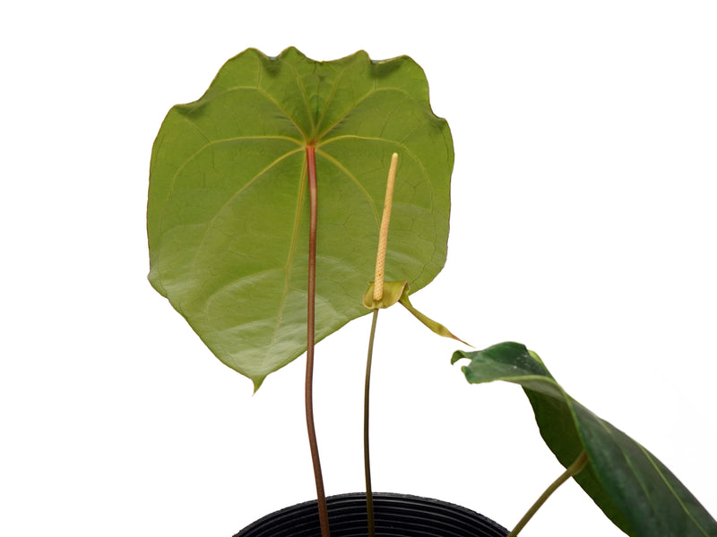 Anthurium Amazon Girl
