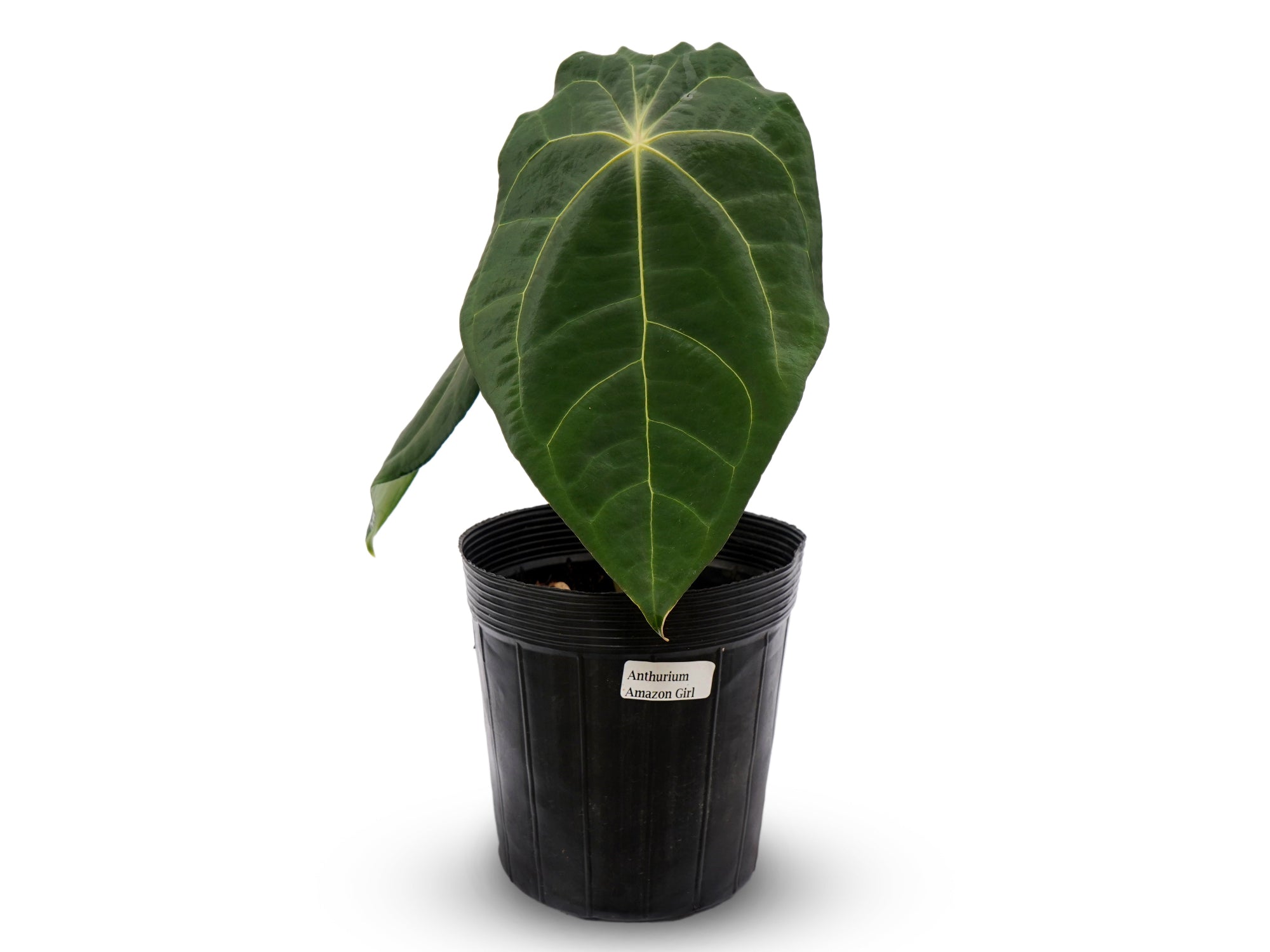 Anthurium Amazon Girl