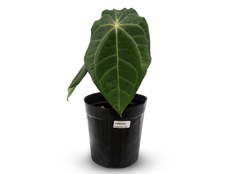 Anthurium Amazon Girl