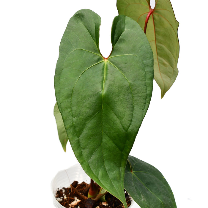 Anthurium Amazon Joy 'Fantasy'