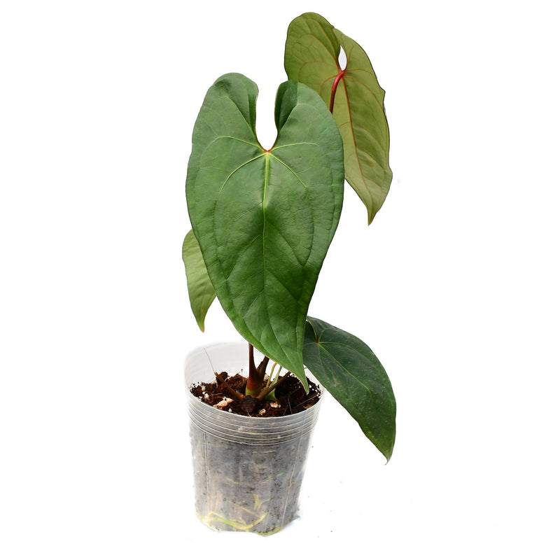 Anthurium Amazon Joy 'Fantasy'