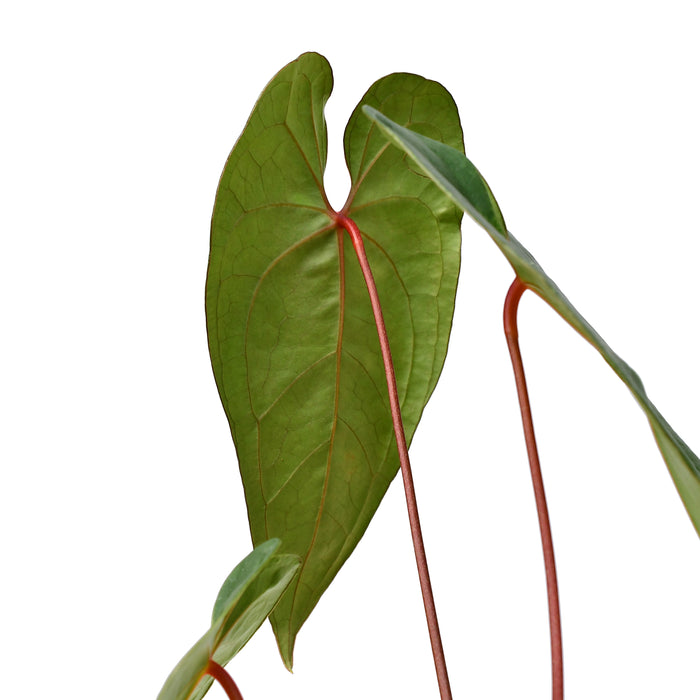 Anthurium Amazon Joy 'Fantasy'