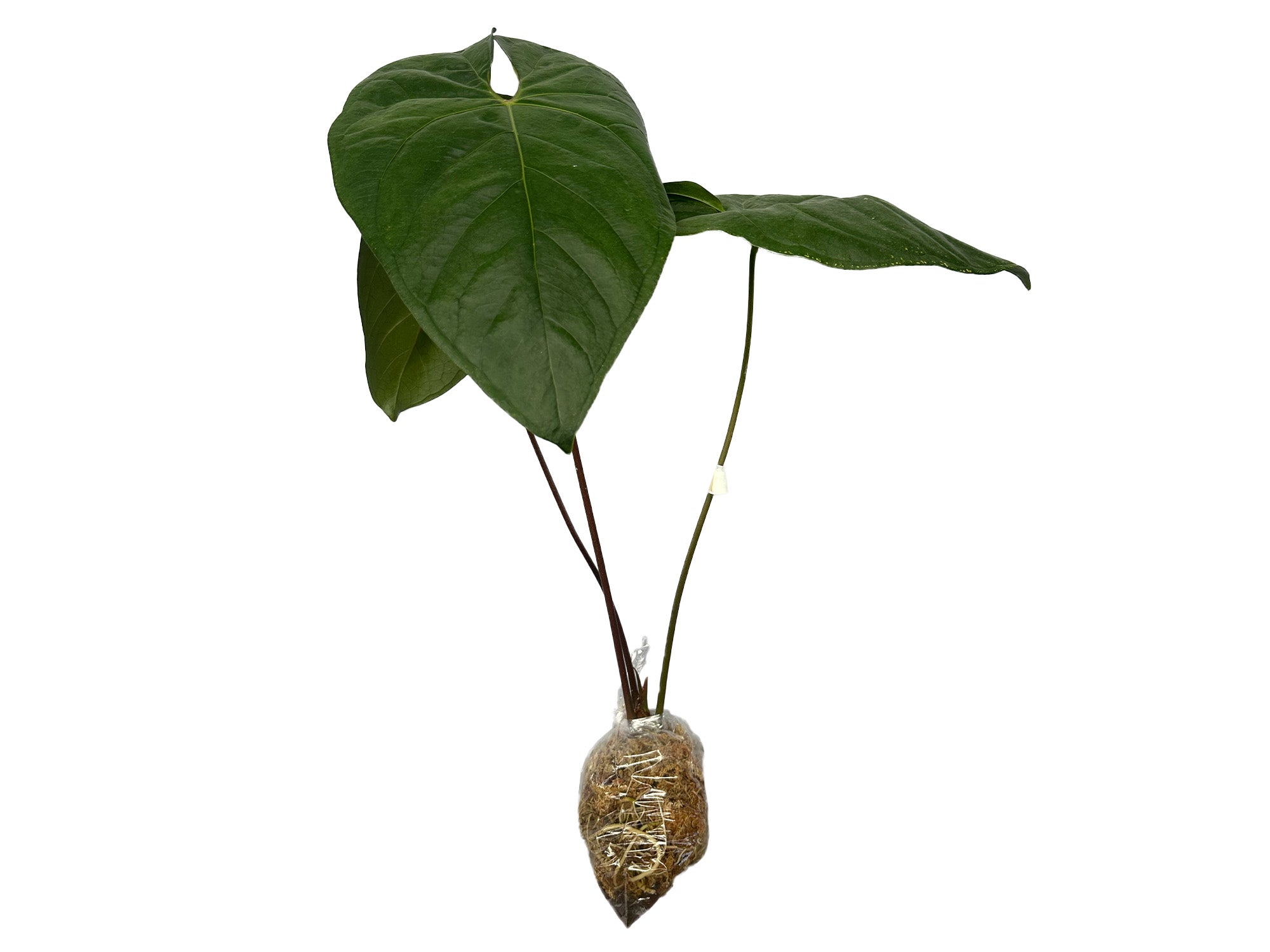 Anthurium Amazon Joy 'Fantasy' — Ecuagenera Orquídeas del Ecuador