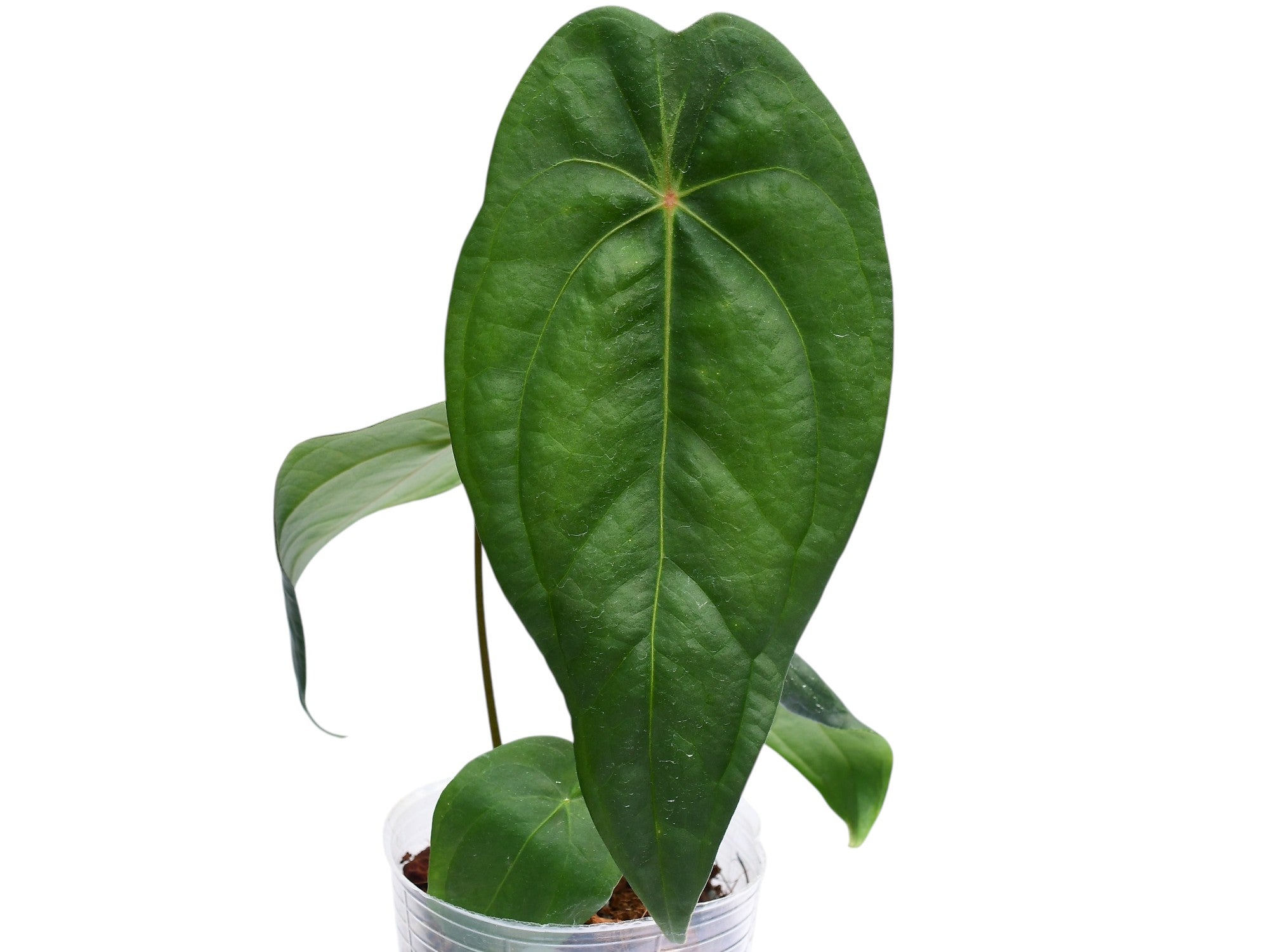 Anthurium Amazon Joy — Ecuagenera Orquídeas del Ecuador