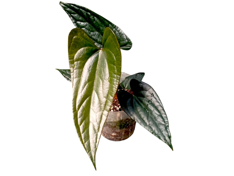 Anthurium Amazon Joy x Anthurium Luxury Jungle