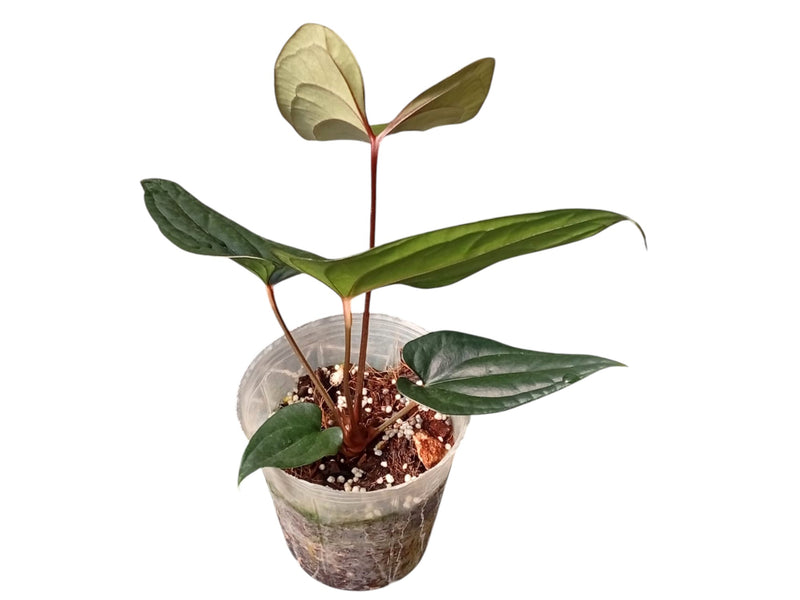 Anthurium Amazon Joy x Anthurium Luxury Jungle
