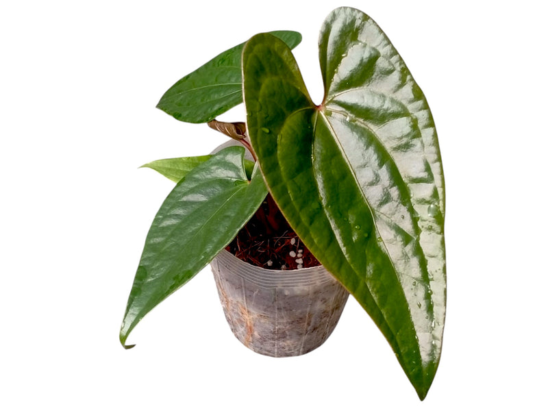 Anthurium Amazon Joy x Anthurium Luxury Jungle