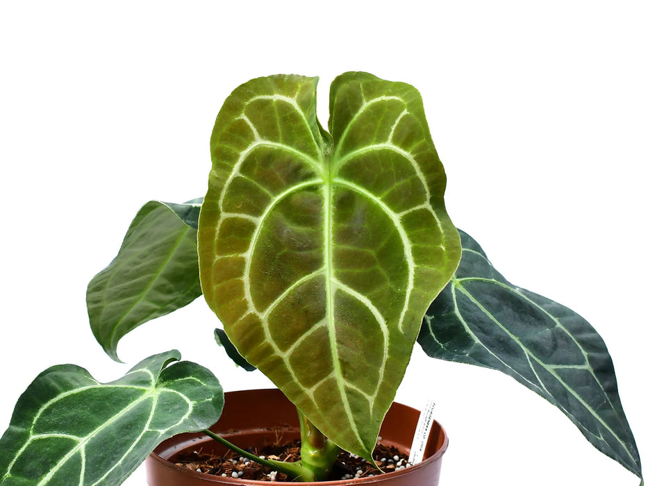 Anthurium Amazon King Stripes