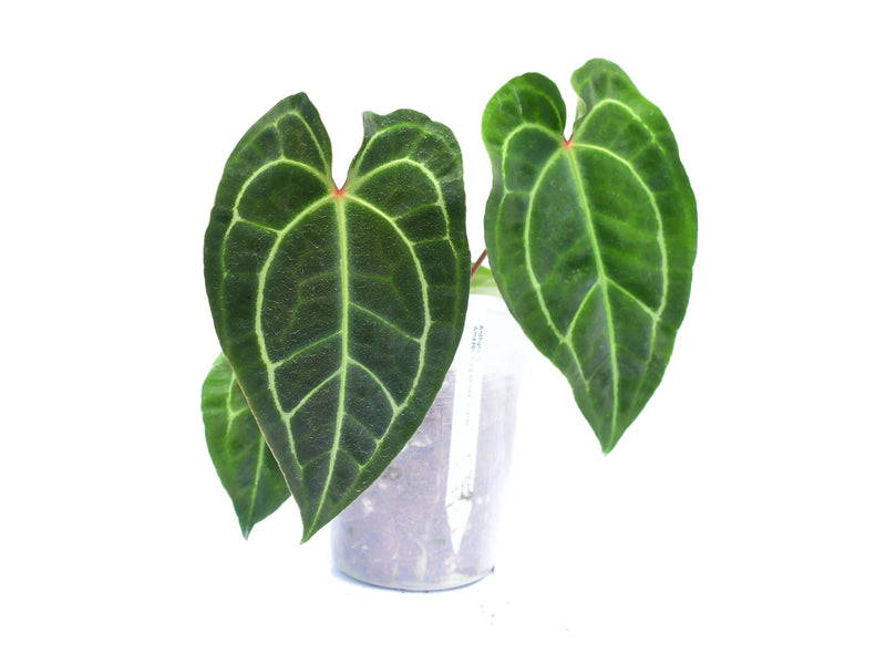 anthurium clarinervium amazon Anthurium Amazon King Stripes — Ecuagenera Orquídeas del Ecuador